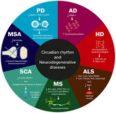 circadian