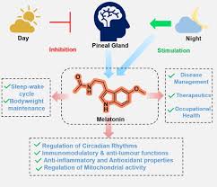 circadian rhythms