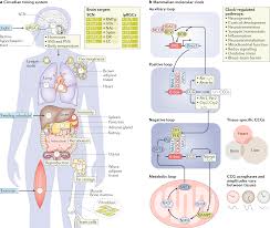 circadian rhythm disorder