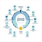 circadian rhythm sleep