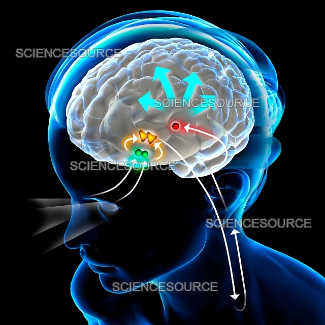 melatonin source