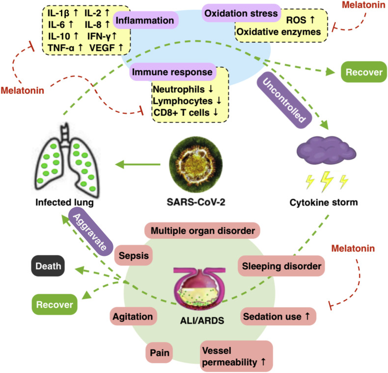 melatonin and inflammation